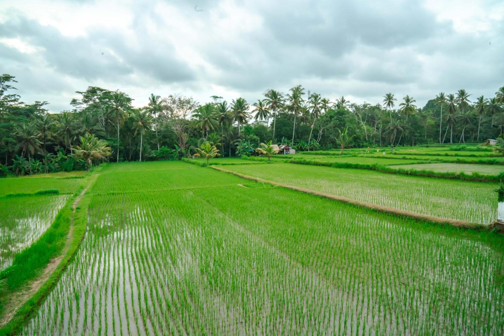 Tulus Hati Ubud Retreat מראה חיצוני תמונה